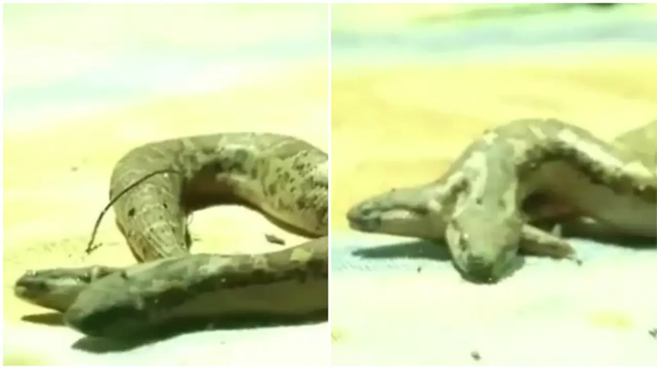Ular kepala dua