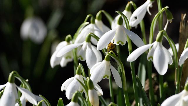 Hamparan Tetesan Salju di Hutan Inggris