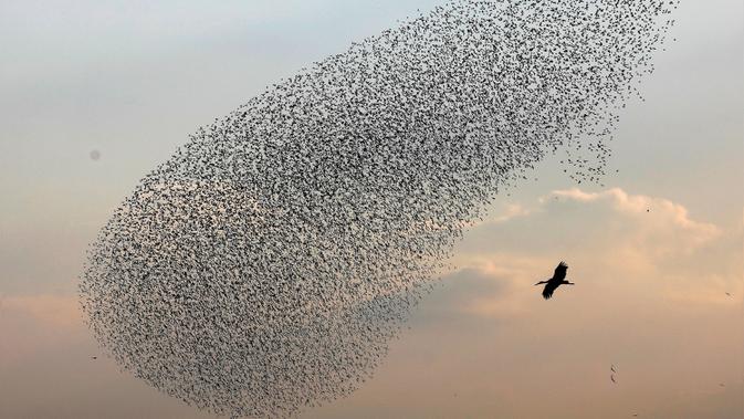 Gambar pada 2 Januari 2020, migrasi burung jalak terbang berkelompok di dekat bangau membentuk pola sebelum hinggap untuk beristirahat di wilayah Jordania, Tepi Barat. Fenomena ini disebut murmuration, yakni ketika kawanan besar burung migran membentuk pola penerbangan. (MENAHEM KAHANA/AFP)