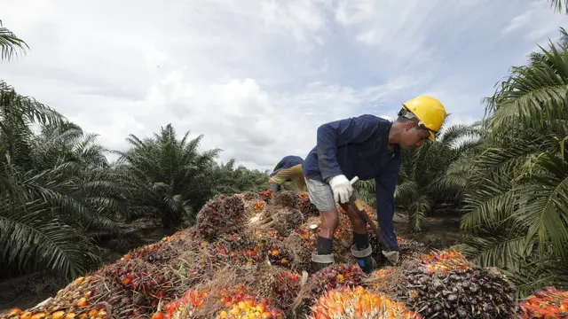Pengangkutan TBS dari kebun ke pabrik (PT Austindo Nusantara Jaya Tbk/ANJT)