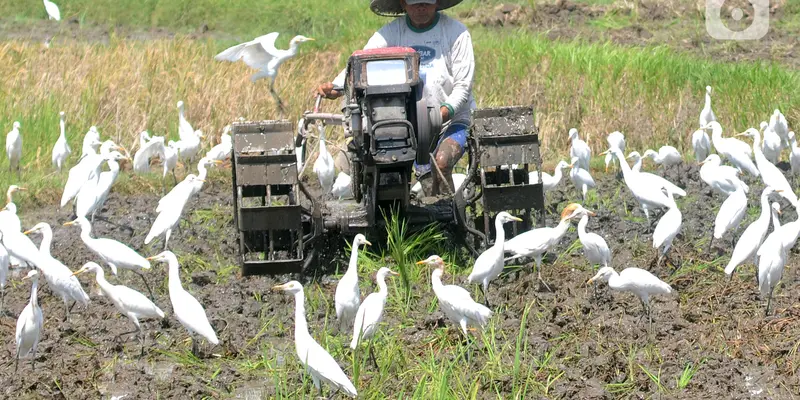 Membajak Sawah Ditemani Ratusan Burung Kuntul