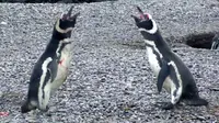 Tak rela melihat pasangannya bersama pejantan lain, dua penguin bertarung sengit