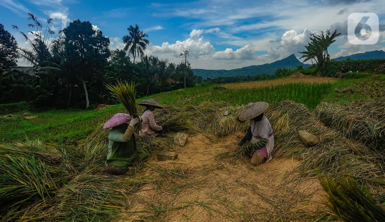 Usai lebaran, harga padi di tingkat penggilingan saat ini mengalami penurunan. (merdeka.com/Arie Basuki)
