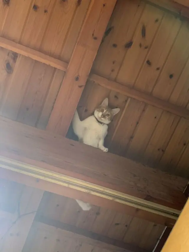 7 Potret Kucing Terjebak di Langit-Langit Rumah Ini Ekspresinya Bikin Kasihan