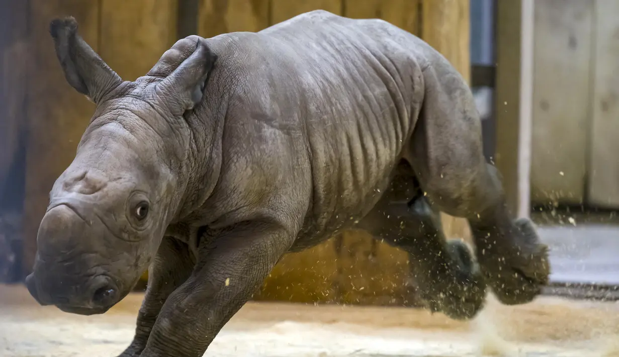 Bayi badak jantan yang lahir pada 18 Februari terlihat di kandangnya di taman zoologi Amneville, di Amneville, Prancis timur (25/2/2022). Ini adalah badak putih kelahiran ketiga yang lahir dalam empat bulan terakhir di kebun binatang tersebut. (AFP/Jean-Christophe)