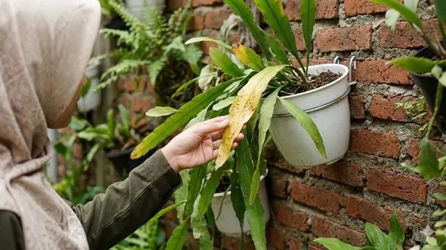 Mengatasi Penyakit Kuning Bunga Wijaya Kusuma