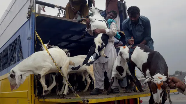 Pasar Hewan Kurban Di Pakistan