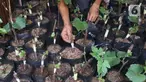 Pembibitan tanaman buah anggur di kampung anggur Tangerang, Minggu (22/11/2020). Bibit tersebut dijual kisaran 20 ribu untuk yang lokal dan jenis parian impor 125 ribu dan banyak di pesan dari luar kota, sehingga dapat menjadi roda perekonomian warga sekitar. (Liputan6.com/Angga Yuniar)