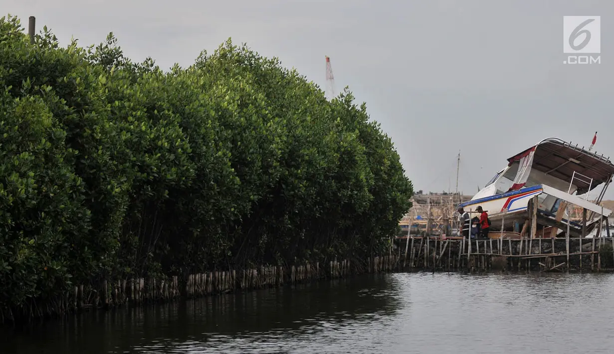 Aktivitas nelayan di sekitar hutan bakau, pesisir Kamal Muara, Penjaringan, Jakarta, Rabu (21/3). Keberadaan hutan bakau di pesisir Jakarta kian menipis seiring pertumbuhan infrastruktur dan ditambah adanya proyek reklamasi (Merdeka.com/ Iqbal S. Nugroho)