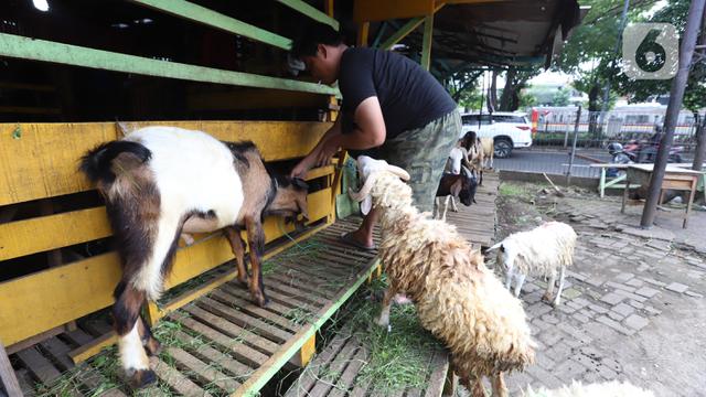 FOTO: Harga Kambing Tinggi Akibat Wabah PMK