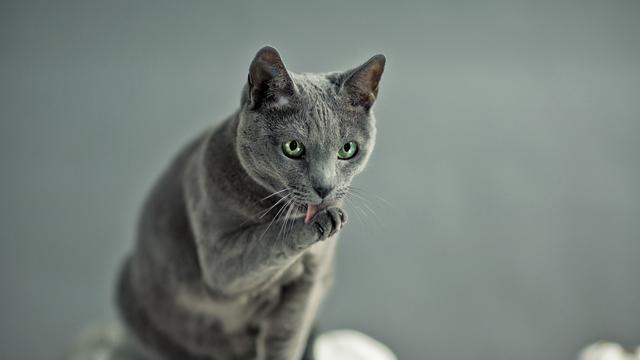 Kucing Russian Blue