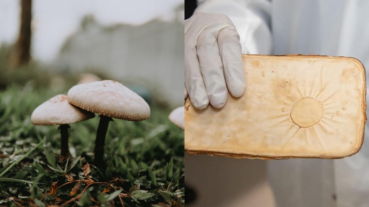 Jamur Bisa Menghalau Rumah dari Kebakaran