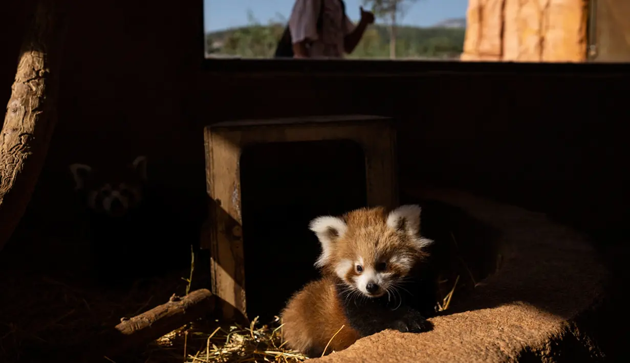 Panda merah (Ailurus fulgens) juga dikenal sebagai panda kecil adalah mamalia kecil asli Himalaya timur dan China barat daya. (AP Photo/Petros Giannakouris)
