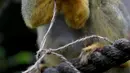 Seekor monyet tupai menikmati makanan yang diambil dari wadah dari telur Paskah yang terbuat dari bubur kertas selama pemotretan di ZSL London Zoo di London, Inggris (18/4). Kebun binatang ZSL London menghadiahkan hewan-hewan peliharaannya makanan dalam kemasan telur Paskah. (Reuters/Peter Nicholls)