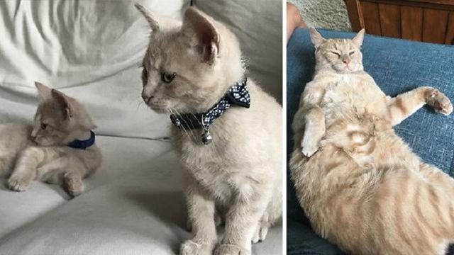 perbandingan hewan setelah dirawat manusia