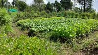 Lahan pertanian organik di Desa Celaket, Mojokerto, Jawa Timur (Foto: Dok Istimewa)