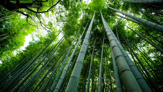Ilustrasi pohon bambu