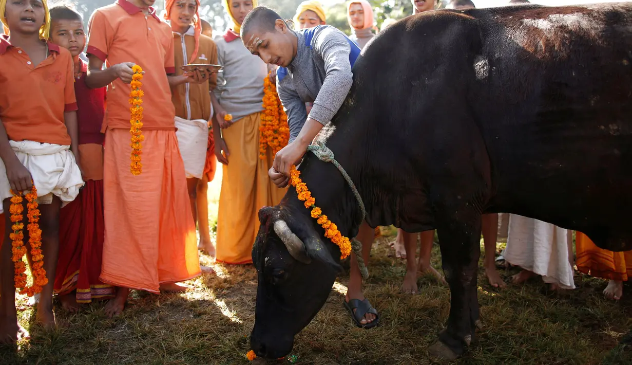 Pendeta mengalungkan bunga pada sapi saat Festival Tihar/ Diwali di Kathmandu, Nepal, Minggu (30/10). Tihar, disebut juga 'Festival of Lights' adalah perayaan tradisional Nepal yang digelar selama 5 hari di bulan November. (REUTERS / Navesh Chitrakar)
