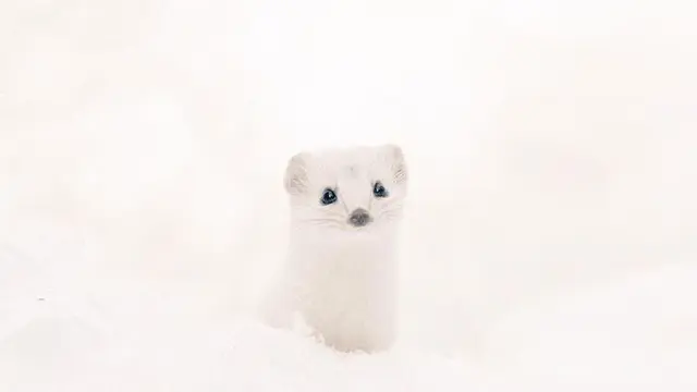 Mengintip 6 Hewan Lucu di Pulau Hokkaido