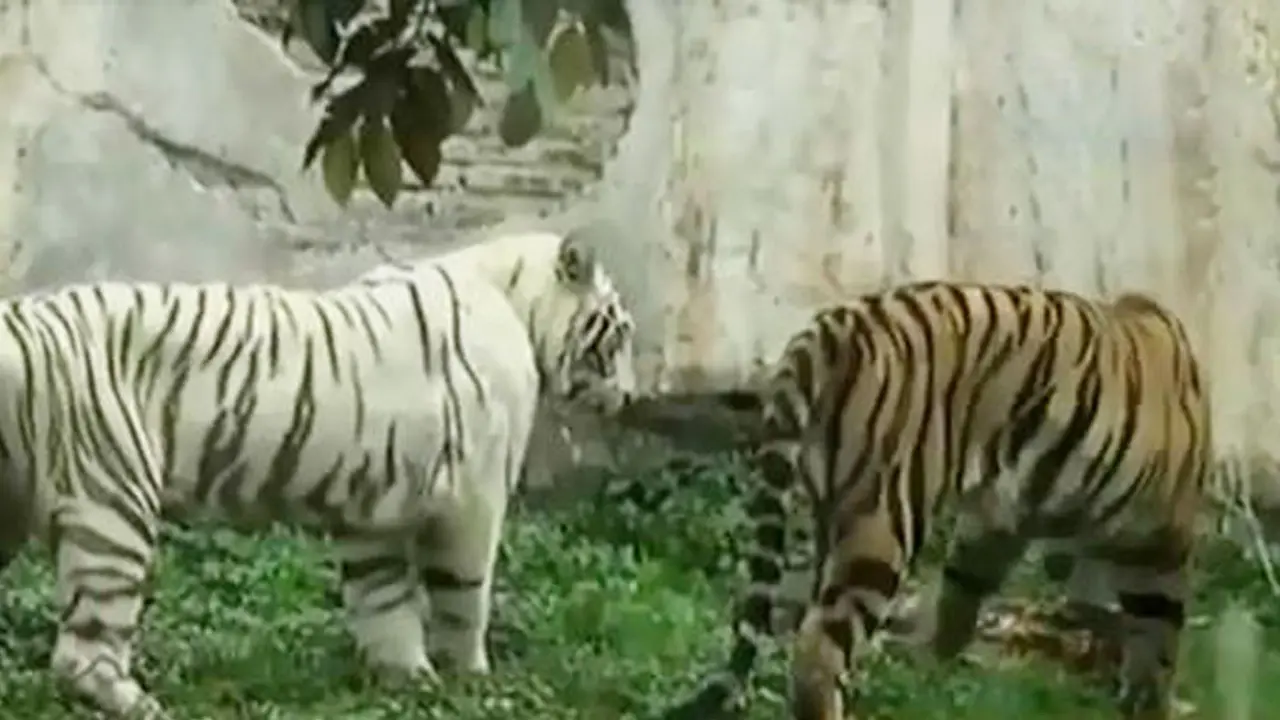 Harimau