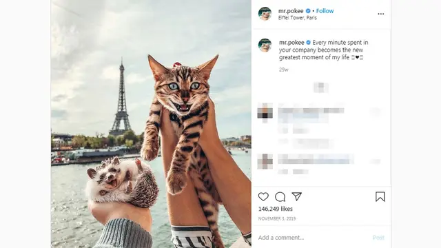 Landak dan Kucing