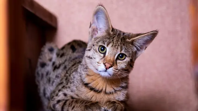 Kucing Savannah