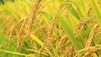 Perbedaan Hama dan Bakteri pada Tanaman Padi yang Wajib Diketahui Petani Pemula