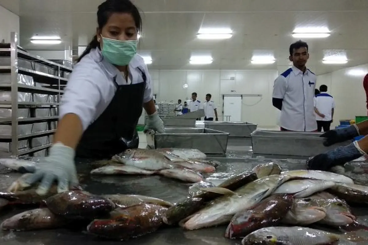 Pegawai Perum Perikanan Indonesia (Perindo) Unit Natuna, Kepulauan Riau, tengah mengolah ikan hasil tangkapan nelayan lokal.