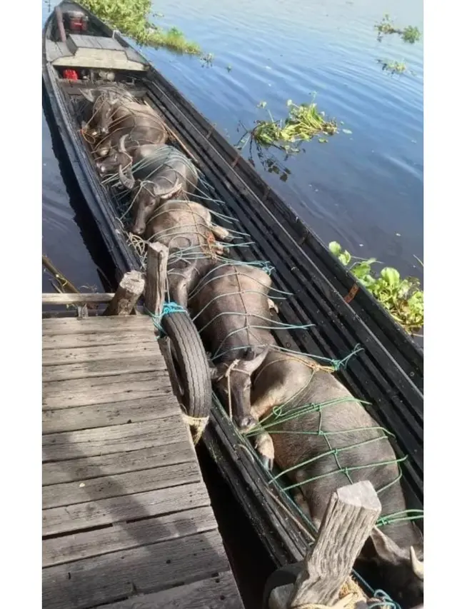6 Potret Kocak Sapi Kurban saat Diantar ke Tempat Sembelih, Pasrah Banget