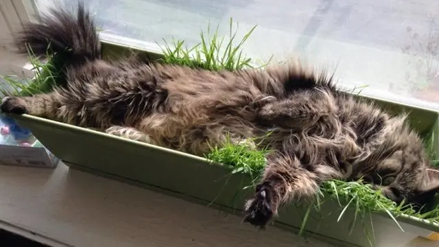 10 Potret Ini Buktikan Kucing Bisa Tidur di Mana Saja, Bikin Geleng Kepala