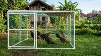 6 Desain Kandang Ayam Umbaran Portable: Solusi Fleksibel untuk Lahan Terbatas