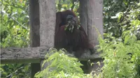 Enam individu orangutan dilepasliarkan ke Hutan Kehje Sewen Kutai Timur Kalimantan Timur (Kaltim). (Liputan6.com/Abelda Gunawan)