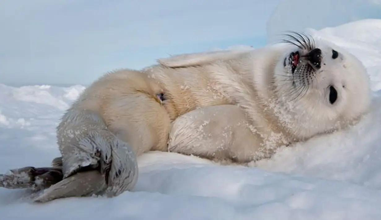 Pose imut nan seksi seekor anjing laut yang berhasil membuat gemas banyak orang. (mirror.co.uk)