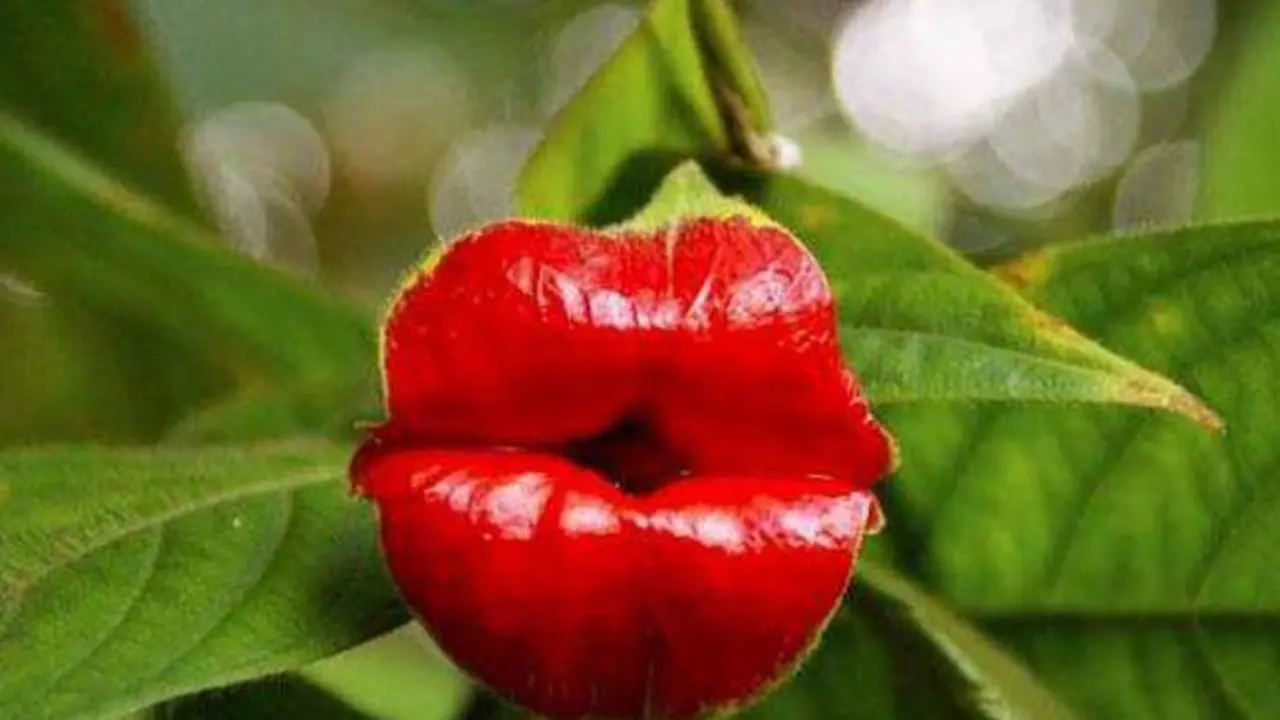 6 Bunga Berbentuk Unik; dari Mirip Shark sampai Bibir Mick Jagger