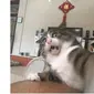 Ekspresi Kucing Ini Viral di Media Sosial (sumber: Boredpanda)