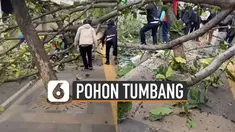 Sebuah pooh tumbang di Semanggi Kolong arah Bundaran Senayan, Jakarta dan menimpa satu pengendara motor.