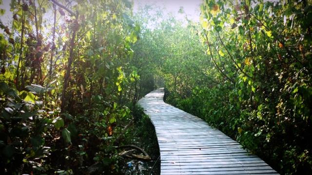 Hutan Mangrove Wonorejo