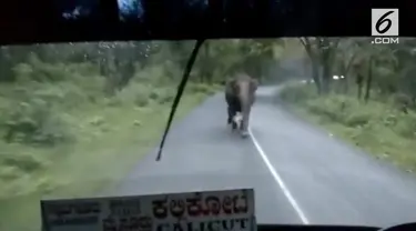 Seekor induk gajah mengejar bus berpenumpang 60 orang. Insiden terjadi di Taman Nasional Bandipur.