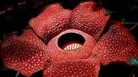 Bunga Rafflesia Arnoldii yang jadi ikon Bengkulu (Liputan6.com/Yuliardi Hardjo Putro)