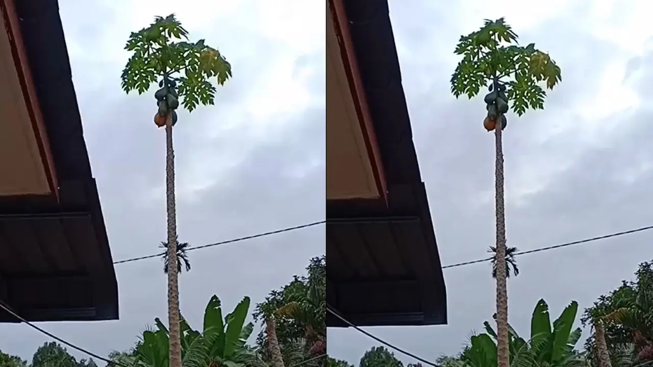 Seorang ayah hibur putranya pakai jurus jitu petik buah pepaya