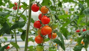 Ilustrasi tanaman tomat. (Image by wirestock on Freepik)