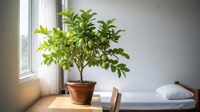 tanaman buah dalam pot untuk kamar kos biar adem alami