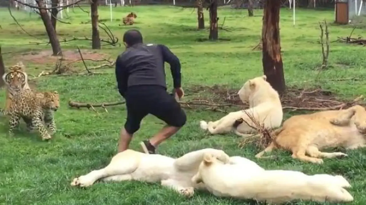 Harimau Selamatkan Pawang Singa dari Terkaman Macan Tutul