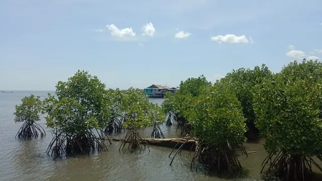 Mangrove di Makassar (Liputan6.com)
