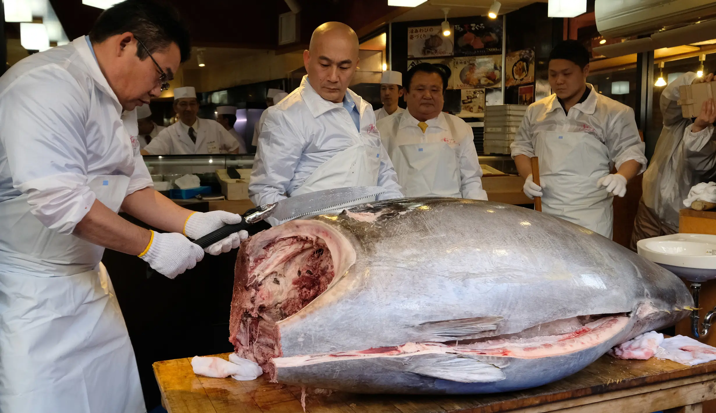 FOTO: Terjual Rp 43 Miliar, Tuna Raksasa Ini Cetak Rekor Baru dalam ...