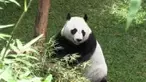 Sepasang Giant Panda asal China telah menyelesaikan masa karantina. Wakil PM China datang ke Taman Safari untuk melihat kondisi mereka.