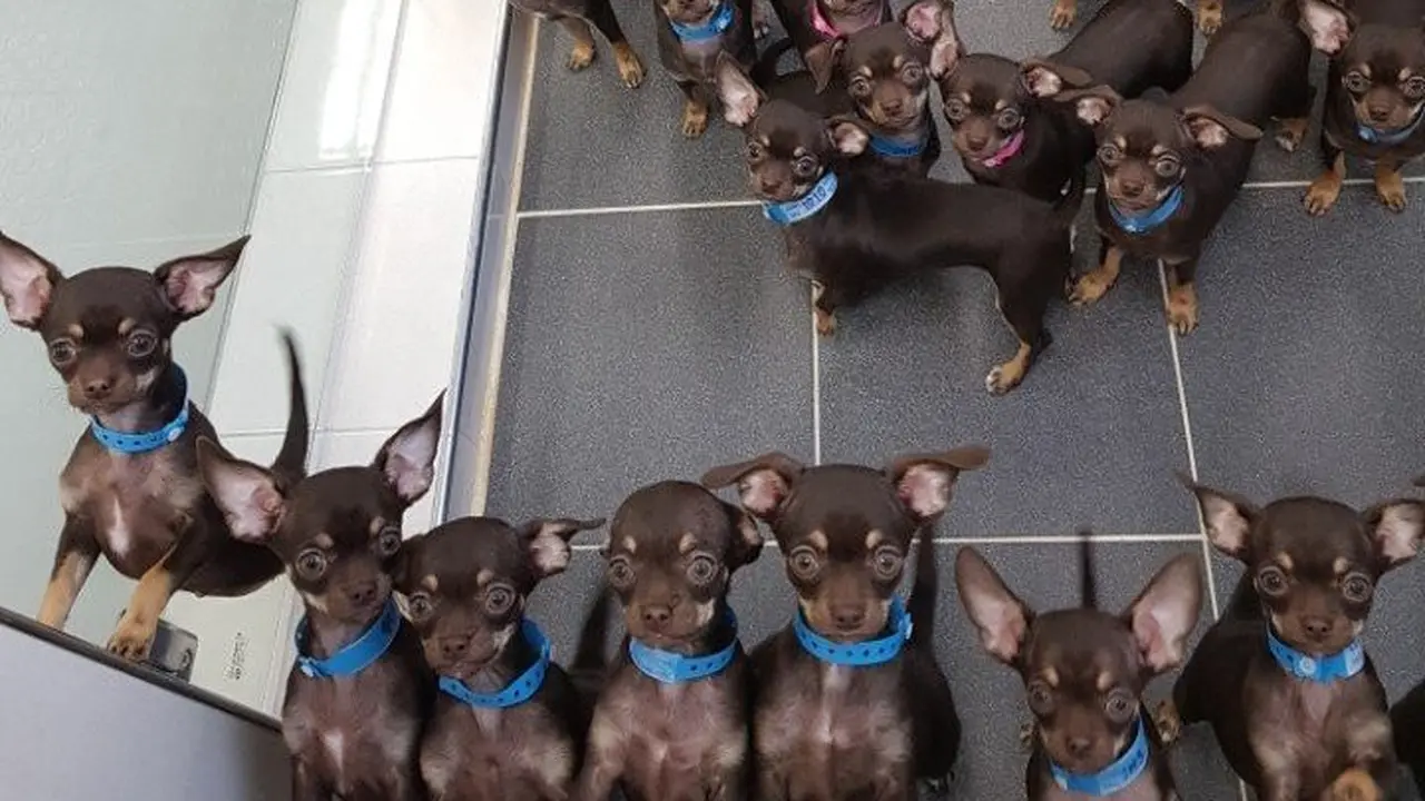 Pecahkan Rekor, Anjing Terkecil di Dunia Dikloning jadi 49 Ekor
