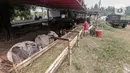 Penjual hewan kurban melakukan aktivitas di area pemakaman Tionghoa, Tanah Kusir, Jakarta, Selasa (21/7/2020). Jelang Idul Adha, pedagang mengaku menyediakan hewan kurban untuk dijual hanya setengah dari tahun sebelumnya karena sepinya minat pembeli di tengah Covid-19. (Liputan6.com/Johan Tallo)