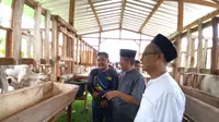 Rakyat Bantu Rakyat, Upaya Memenuhi Kebutuhan Daging Kambing Bantul