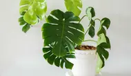 7 Tips Merawat Monstera agar Daunnya Tidak Menguning dan Tumbuh Lebih Sehat